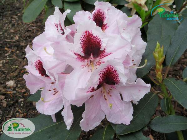 Rhododendron Sapporo